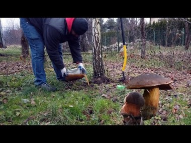 Jak zaszczepić grzybnię borowika we własnym ogrodzie