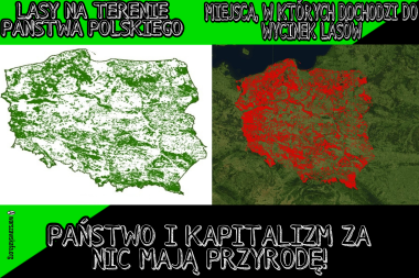 Państwo polskie systematycznie wycina w pień lasy!