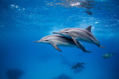Nie takie delfiny miłe. Nieznane oblicze wodnych ssaków