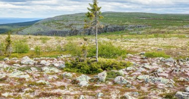 Najstarsze drzewo świata wciąż rośnie w pobliżu granicy norwesko-szwedzkiej