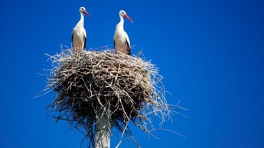 Bocianie gniazda mogą mieć nawet 2-3 metry wysokości i ważyć ponad tonę