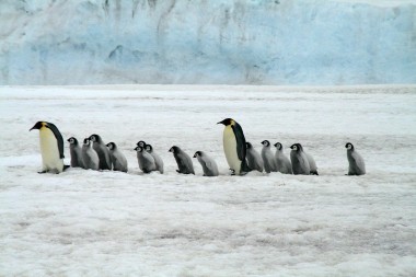 60 milionów lat ewolucji pingwinów