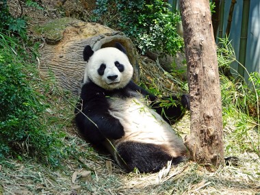 Jak pandy stały się wegetarianami