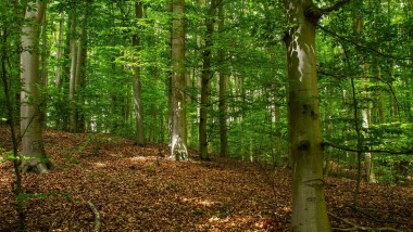 Polska przegrała w TSUE sprawę dotyczącą ochrony przyrody w lasach. Jest wyrok