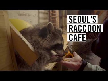 Kawiarnia z szopami praczami w Seulu
