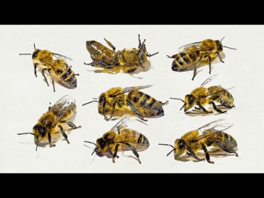 Fantastyczne pszczoły i jak im pomóc