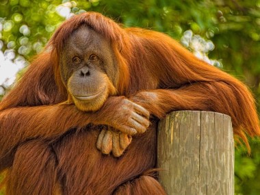 Orangutan - Ciekawostki
