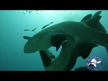 Rekiny gryzą podczas uprawiania seksu, żeby utrzymać się przy samicy