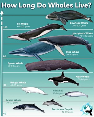 Jak długo żyją wieloryby