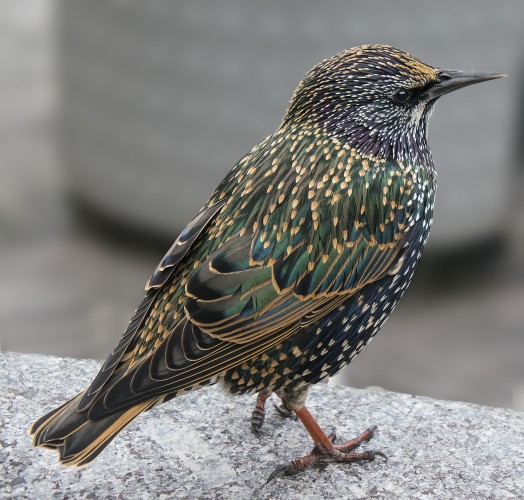 European Starling with it's bright green and purple colours