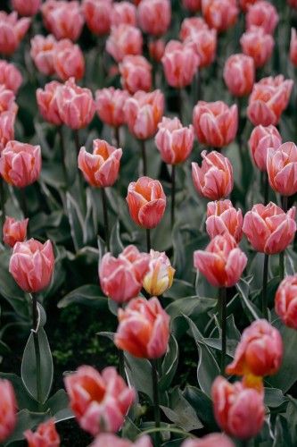 The photo of pink tulips