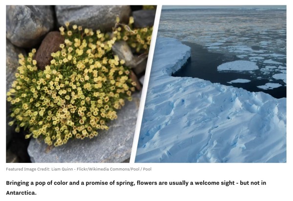 Two photos side-by-side. On the right, we see ice melting in Antarctica. On the left we see a spray of yellow flowers among rocks on the continent. The caption reads: "Bringing a pop of color and a promise of spring, flowers are usually a welcome site — but not in Antarctica."