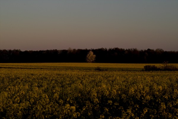 The photo shows an evening landscape, with a field of blooming rapeseed in the foreground and a dark forest in the distance.
