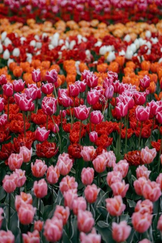 The photo of tulips in different colors and varieties.
