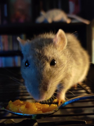 Maya, moja szczurzyca, jedząca gerberka z łyżeczki